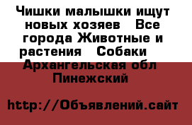   Чишки-малышки ищут новых хозяев - Все города Животные и растения » Собаки   . Архангельская обл.,Пинежский 